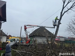 servicii de toaletare , taiere si defrisare arbori