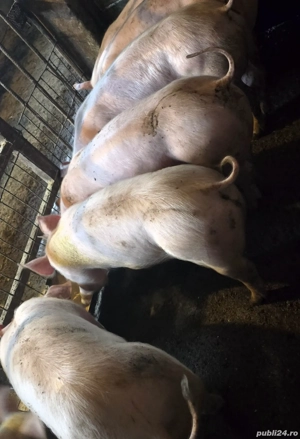 purcei între 25 si 80 kg - imagine 3