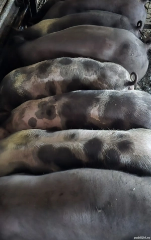 purcei între 25 si 80 kg - imagine 2