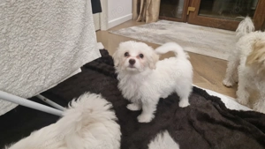 Pui de bichoni de vanzare - imagine 2