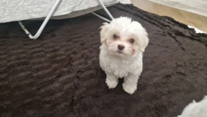 Pui de bichoni de vanzare - imagine 3