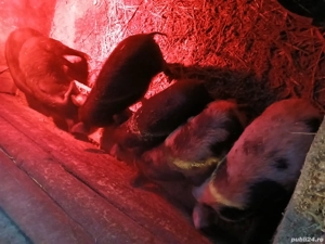 vând purcei - imagine 3