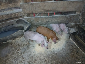 purcei de vanzare - imagine 3