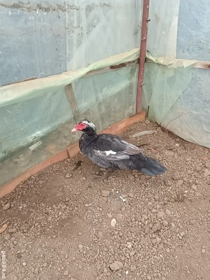 Rățoi Leșesc  - imagine 3