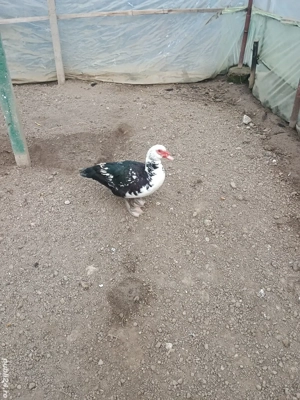 Rățoi Leșesc  - imagine 4