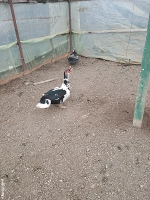 Rățoi Leșesc  - imagine 5