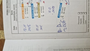 Pui de bichoni de vanzare - imagine 4