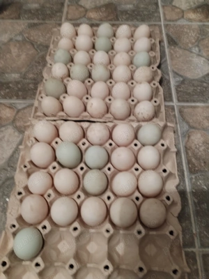 Ouă de rață proaspete  - imagine 2