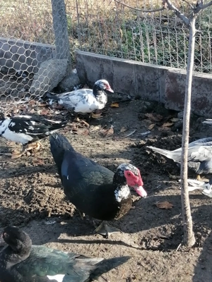 De vânzare rațe mute  - imagine 2