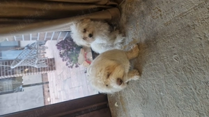 Pui de bichoni de vanzare - imagine 5