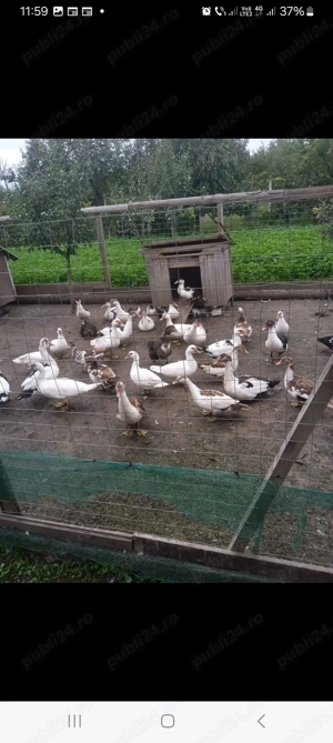 De vânzare rațe mute  - imagine 3