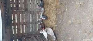 Rațe mute  - imagine 4