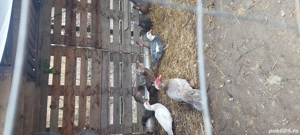 Rațe mute  - imagine 5