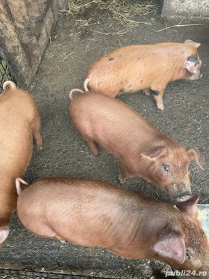 Vand purcei - imagine 2