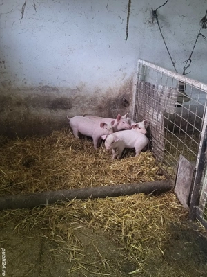 Vand 4 purcei  - imagine 2