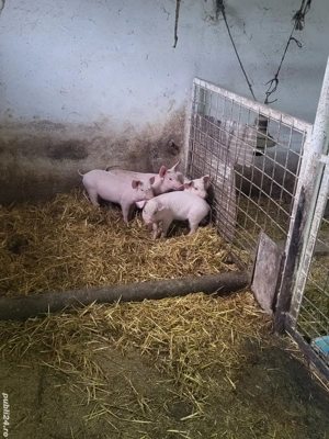 Vand 4 purcei  - imagine 3