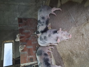 Vând porci grașii  - imagine 2