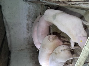 Vând porci grașii  - imagine 3