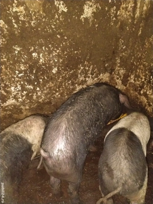 Disponibilii purcei bazna si șoldani. 