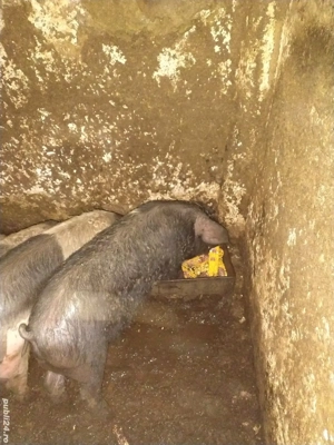 Disponibilii purcei bazna si șoldani.  - imagine 2