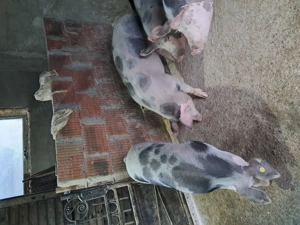 Vând porci grașii  - imagine 5