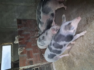 Vând porci grașii  - imagine 4