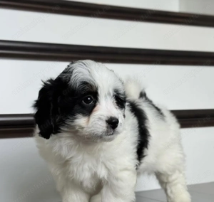 Bichon havanez 400 lei fata