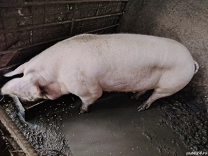  porci pentru craciun - imagine 2