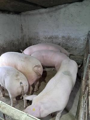 Vând porci grașii  - imagine 3