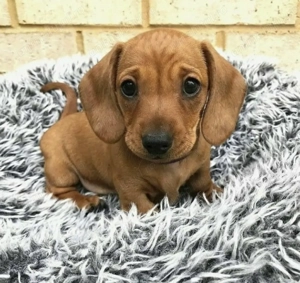 Teckel mascul și femelă 