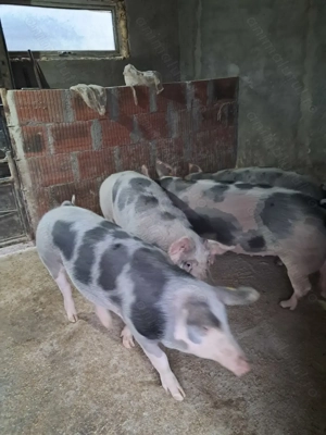 Vând porci grașii  - imagine 4