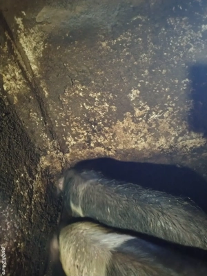 Disponibilii purcei bazna si șoldani.  - imagine 3