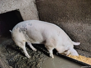  porci pentru craciun - imagine 3