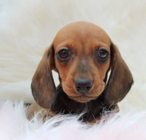 Teckel mascul si femela 