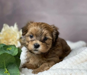 Bichon havanez fetița și baiat