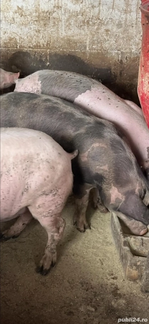 Vind porci si purcei de carne - imagine 4