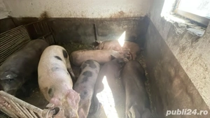 porc de vanzare - imagine 2
