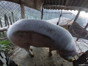 Porc de vânzare  - imagine 5