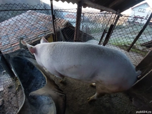 Porc de vânzare  - imagine 3