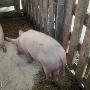 porc.       - imagine 2