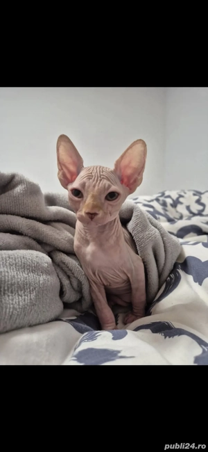 sphynx baietel - imagine 2