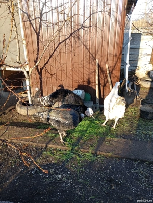 Curci și curcan - imagine 2