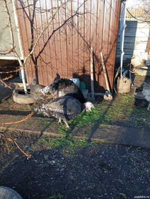 Curci și curcan - imagine 3