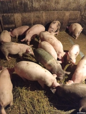 Vând 6 Purcele Preț 700 lei bucata preț fix  - imagine 3