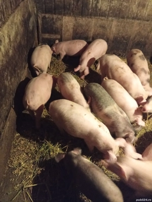 Vând 6 Purcele Preț 700 lei bucata preț fix  - imagine 2