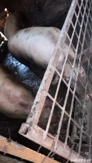 vind porci de carne 220-280kg