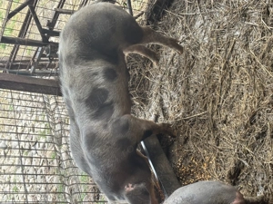 Porci de carne tineri 100kg  130kg - imagine 4