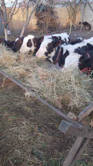 Vând vitei.          . - imagine 2