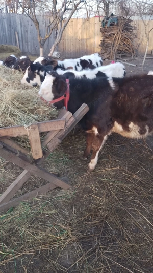 Vând vitei.          . - imagine 3