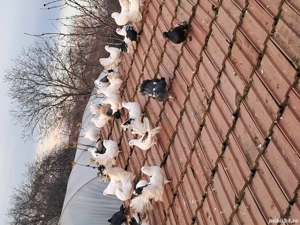 Porumbei înfoiați disponibili - imagine 2